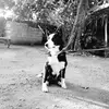 Margaretbordercollie - @margaretbordercollie - TikTok