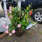 Margaret Byrum - @byrum229 - Instagram
