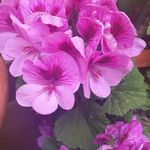 Margaret Cheng - @margaret137237 - Instagram