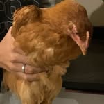 MARGARET🍗 - @margaret_chicken - Instagram
