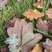 Margaret Coles - Facebook