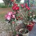 Margaret Crites - Facebook
