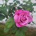 Margaret Denney - Facebook