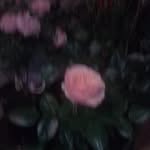 Margaret Diver - @diver8532 - Instagram