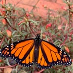 Margaret Eckert - Facebook