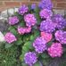 Margaret Elson - Facebook