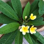 Margaret Eng - @margareteng_sim - Instagram