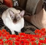 Margaret Fenner - Facebook