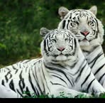 Margaret Force - Facebook