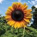Margaret Forde - Facebook