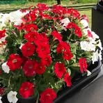 Margaret Grindle - Facebook