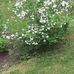 Margaret Hanscom - Facebook