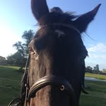 Margaret Inglis - @strutsvill - Instagram