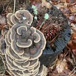 Margaret Kehoe - @kyledove60 - Instagram