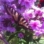 Margaret Kehoe Clermont - @clermont_margaret - Instagram