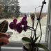 Margaret Budd-Kilpatrick - Facebook