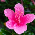 Margaret Kumar - @magi_kumar2024 - Instagram
