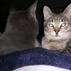 Margaret Merrell - @hossthebosskittahmama - TikTok