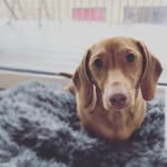 Margaret - @margaret.mixi.dachshund - Instagram