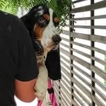 Margaret. (The basset mix) - @margaretworld.________ - Instagram