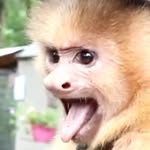 margaret weebleblorp - @margaret_monkey - Instagram