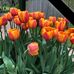 Margaret Morcom - Facebook