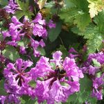 Margaret Needham - @needham.margaret580 - Instagram