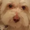 Margaret Needham - @margaret.needham4 - TikTok