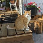 Margaret Pedersen - @mrosepedersen - Instagram