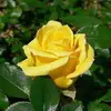 Margaret Pires - @margaret.pires5 - TikTok