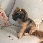 Margaret Renner - @littleluvbugshihtzu - Instagram
