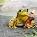 Margaret Roach - @awaytogarden - Instagram
