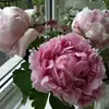 Margarete Stetter - @margaretestetter1 - TikTok