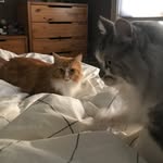 Margaret, Stephen, & Theodore - @catsofgather_here - Instagram