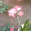 Margaret Tovar - @margaret.tovar - TikTok