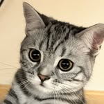 Margaret 芝麻糊 - @margaret_the_silver_tabby - Instagram
