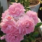 Margaret Frances Testa - @margaret.testa.940 - Instagram