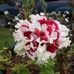 Margaret Trimm - Facebook