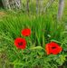 Margaret Vining - Facebook
