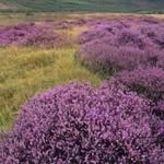 Margaret Waldron - @margaretwaldron6 - Instagram