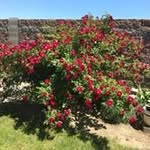 Margaret Wingert - @margaretwingert1 - Instagram