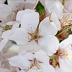 Cherie Margaret Jett Worth - @cherie_worth - Instagram