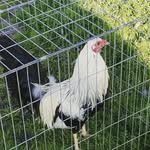 🐓 Margarito padilla 🐓 - @margaritopadilla104 - Instagram