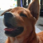 Fluffy Princess Margaux Brown - @fluffy.gllg - Instagram