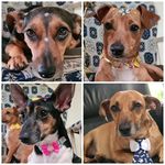 Quatro Caninos - @brownie.cookie.pumpkin.margaux - Instagram