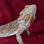 @marge_the_bearded_dragon - Instagram