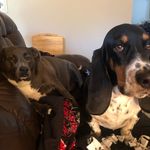 Marge and Cooper - @margeandcooper - Instagram