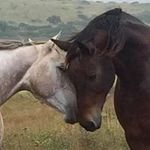 Margie Cooper - @808willow - Instagram