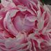 Margie Custer - Facebook