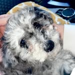 Marge Hunt - @marge_huntpoochon - Instagram